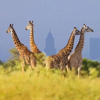 Nairóbi vira destino dos brasileiros em busca de safári urbano e experiências autênticas na África