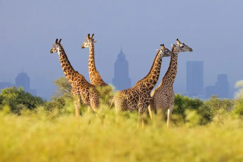 Nairóbi vira destino dos brasileiros em busca de safári urbano e experiências autênticas na África
