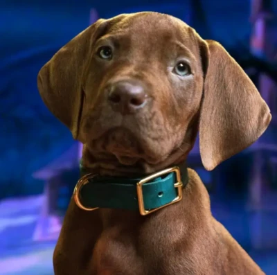 Scooby-Doo Origens amplia elenco e revela novos detalhes da série live-action da Netflix