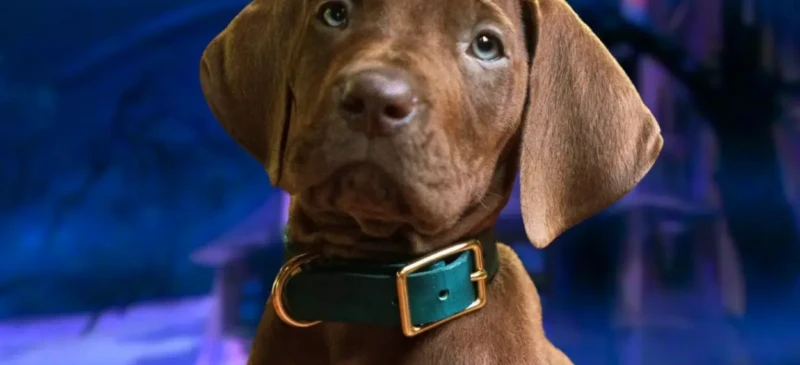 Scooby-Doo Origens amplia elenco e revela novos detalhes da série live-action da Netflix