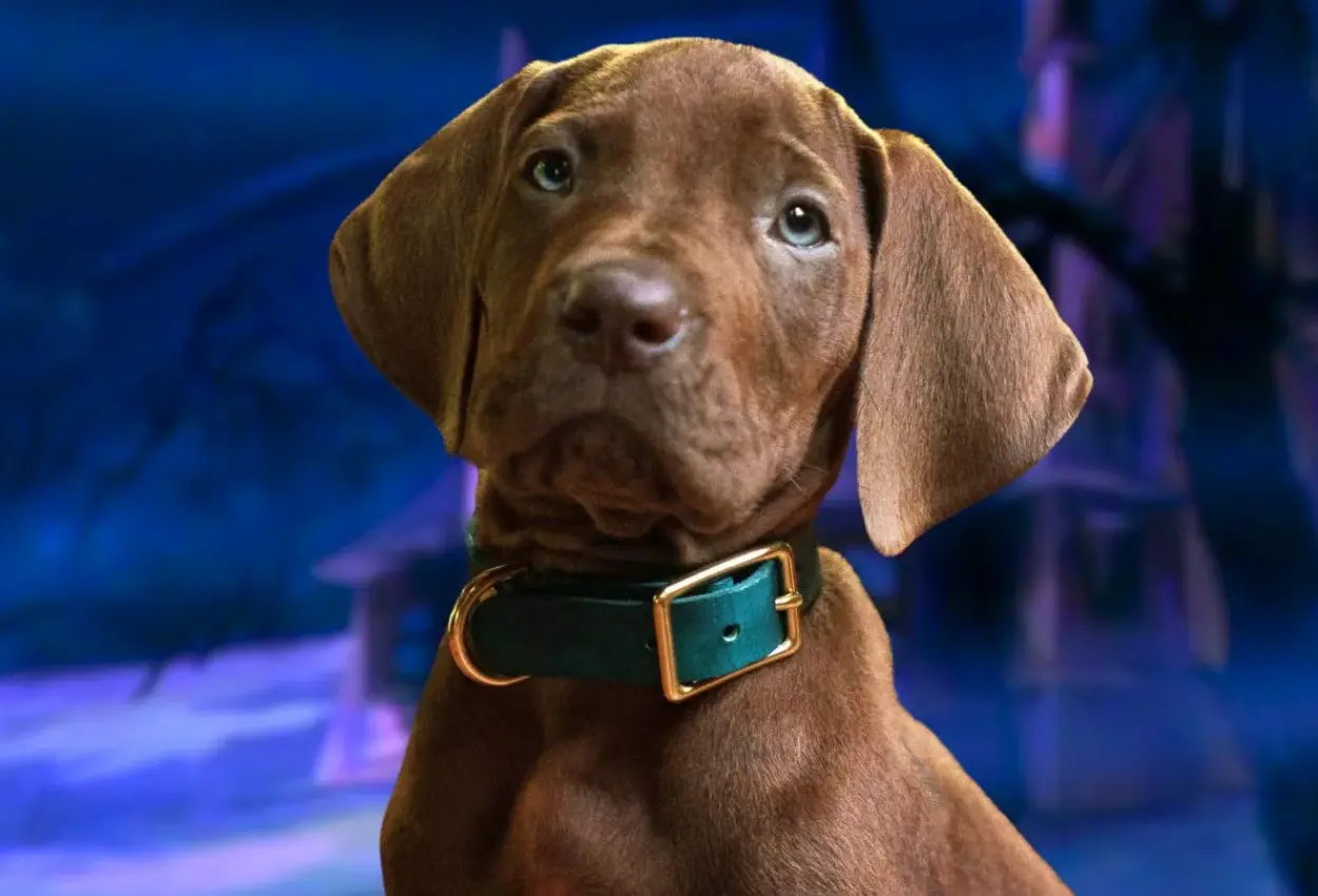 Scooby-Doo Origens amplia elenco e revela novos detalhes da série live-action da Netflix