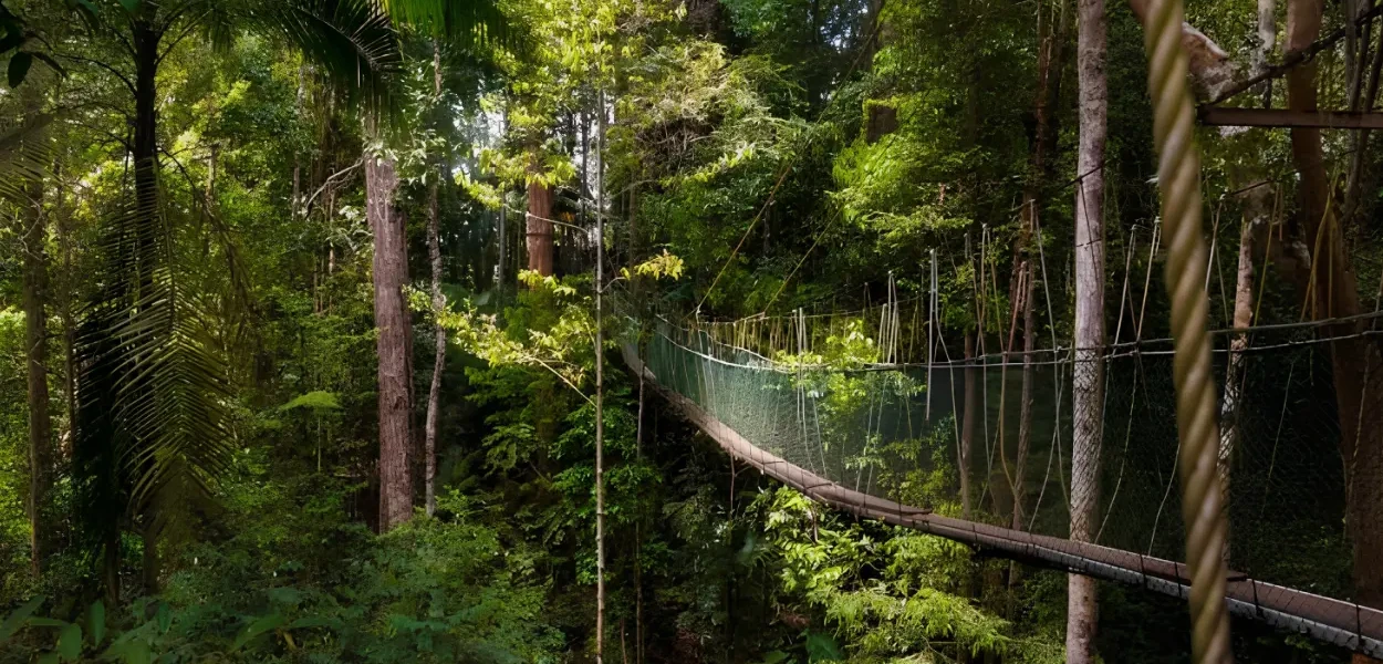 Taman Negara guarda uma das florestas mais antigas da Terra
