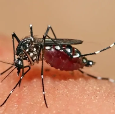 Dengue não some na seca HDT alerta para risco do Aedes aegypti