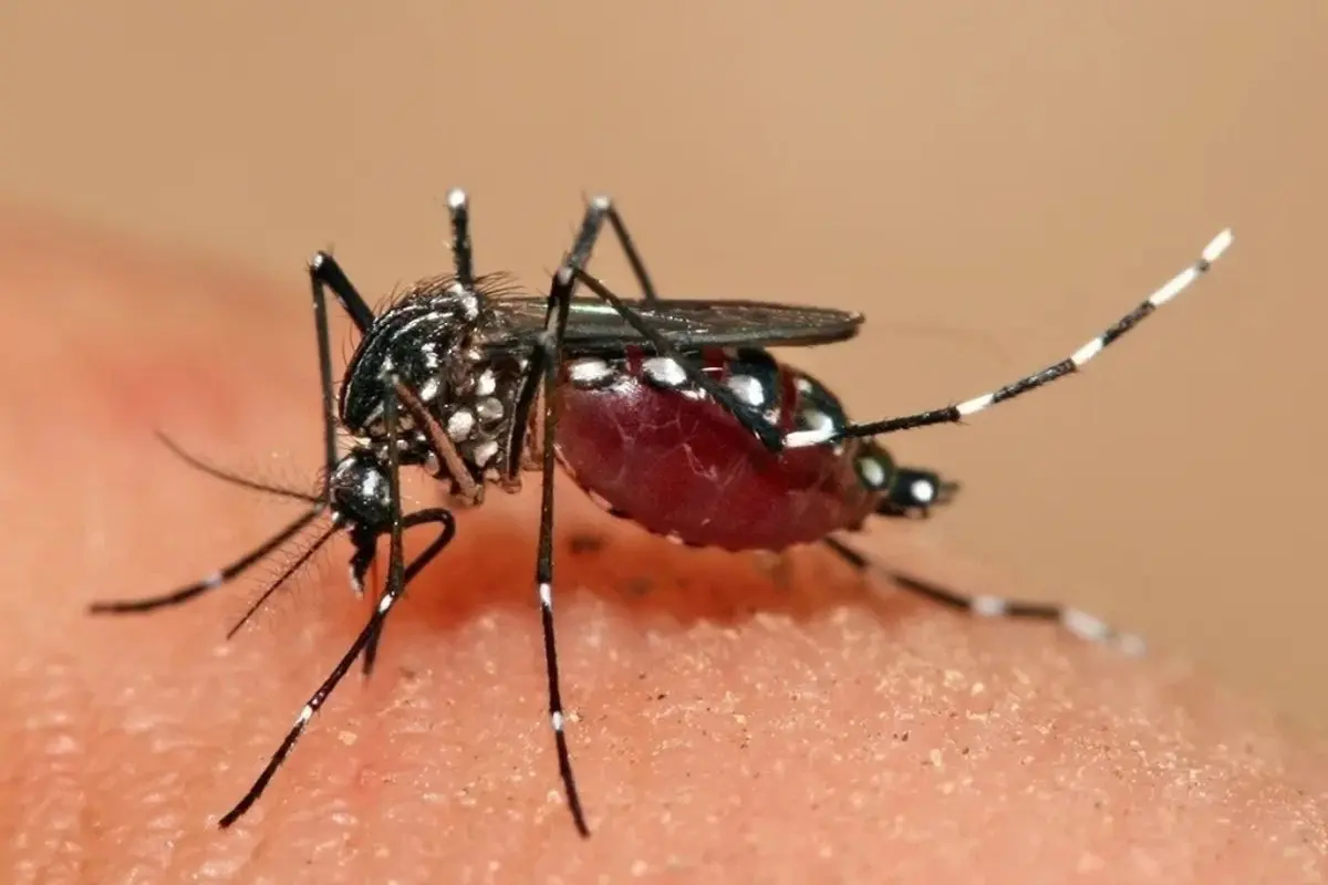 Dengue não some na seca: HDT alerta para risco do Aedes aegypti