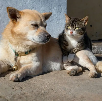 PATA chega a 6 mil cães e gatos atendidos e amplia proteção animal em Aparecida de Goiânia
