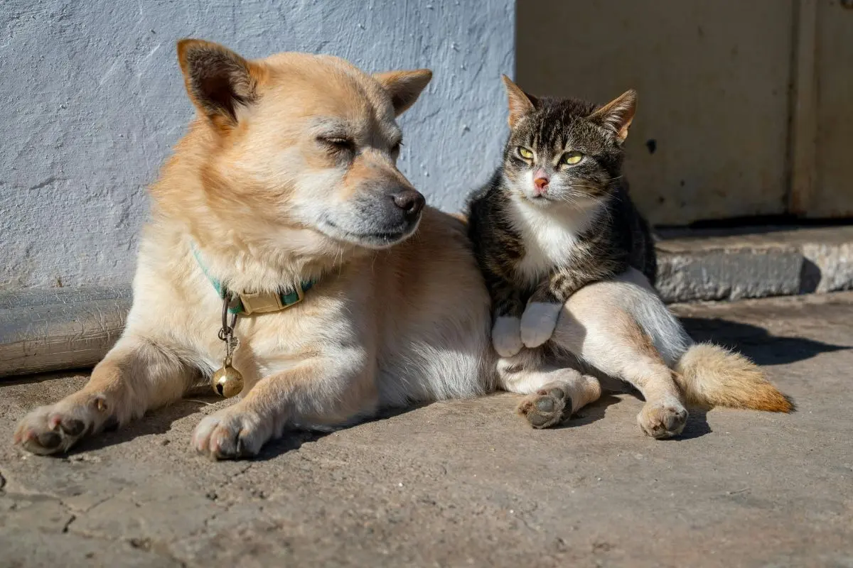 Projeto de Aparecida de Goiânia já atendeu 6 mil cães e gatos e amplia proteção e adoção animal