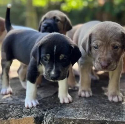 Prefeitura de Goiânia abre 1,5 mil vagas para castração gratuita de cães e gatos; veja como participar