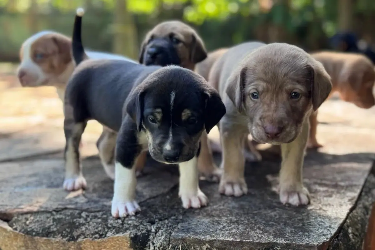 Goiânia abre 1,5 mil vagas para castração gratuita de cães e gatos; veja como participar