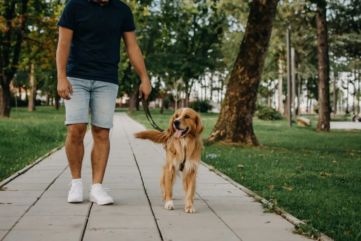Caminhada Pet Brasil reúne tutores e animais em Aparecida de Goiânia