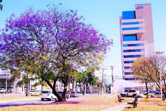 Florada dos ipês em Goiânia varia conforme as condições climáticas