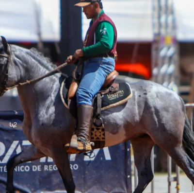 Goiânia recebe evento com cavalos avaliados em R$ 1 milhão; veja programação