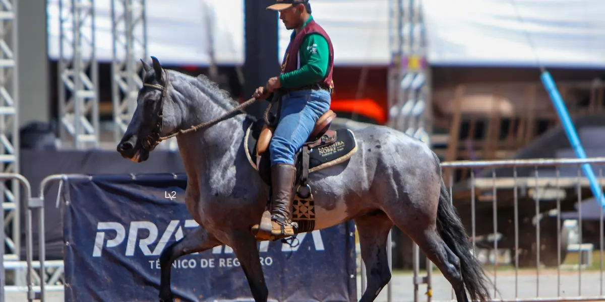 Goiânia recebe evento com cavalos avaliados em R$ 1 milhão; veja programação