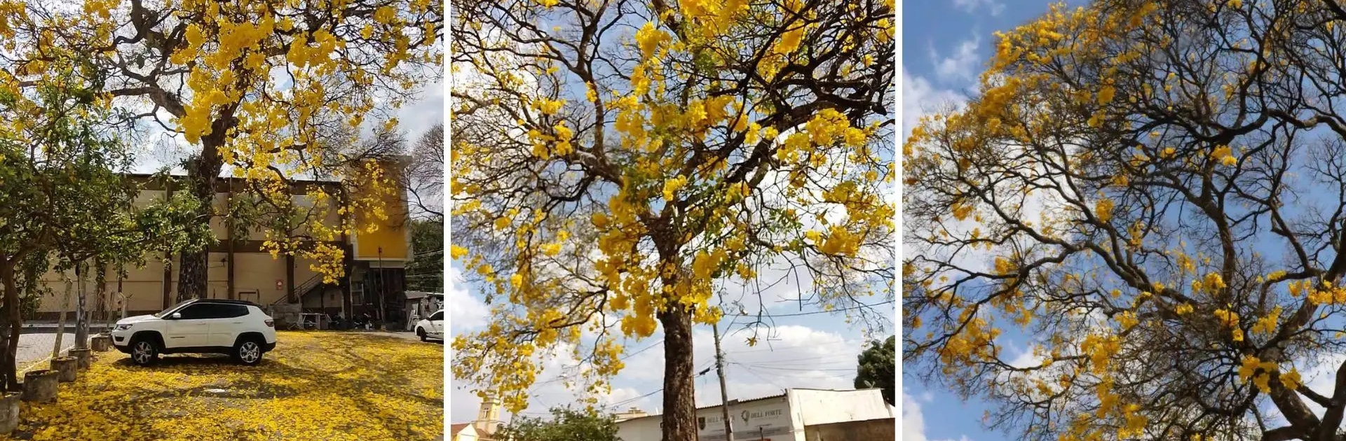 Ipê de 90 anos em Goiânia