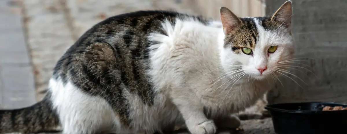 Projeto de Aparecida de Goiânia adoção gatos