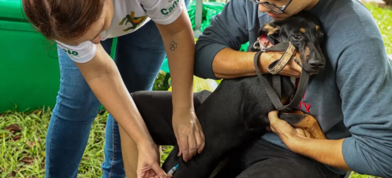 antirrábica na Grande Goiânia