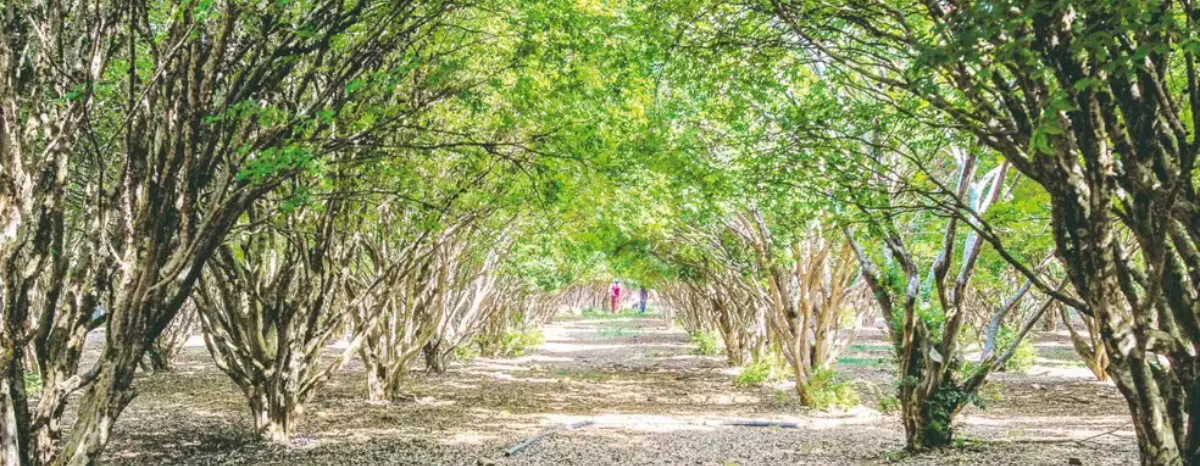 lugares perto de Goiânia