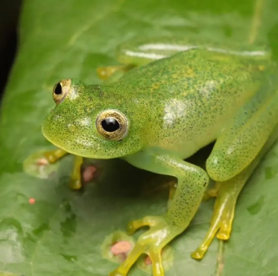 Nova espécie de rã-de-vidro é descoberta em Goiás; animal mede pouco mais de 2 centímetros