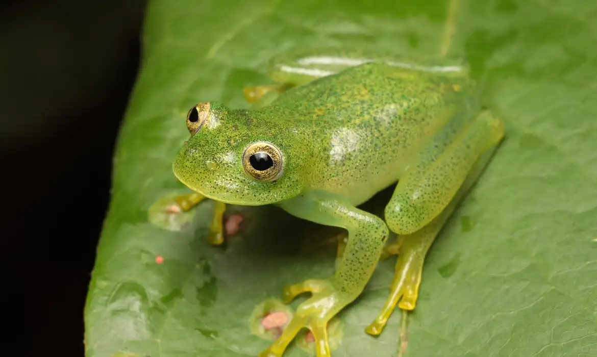 Nova espécie de rã-de-vidro é descoberta em Goiás; animal mede pouco mais de 2 centímetros