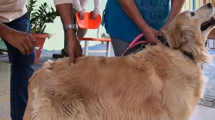 vacinação antirrábica em Goiânia