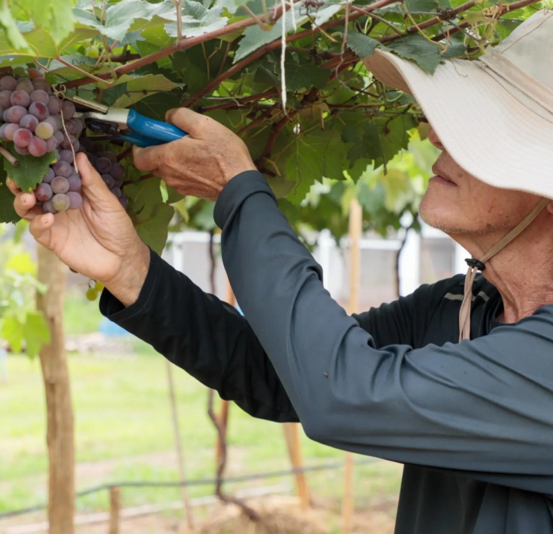 Vinícolas de Goiás somam 161 vinhos registrados