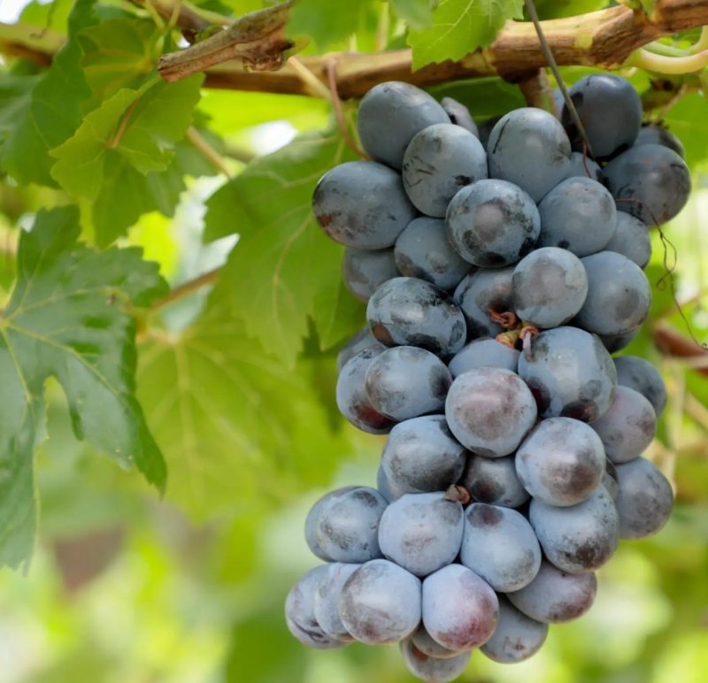 Vinícolas de Goiás somam 161 vinhos registrados