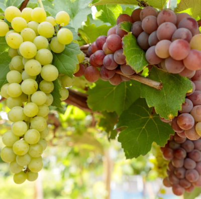 Vinícolas em Goiás crescem 9,1% em 2025