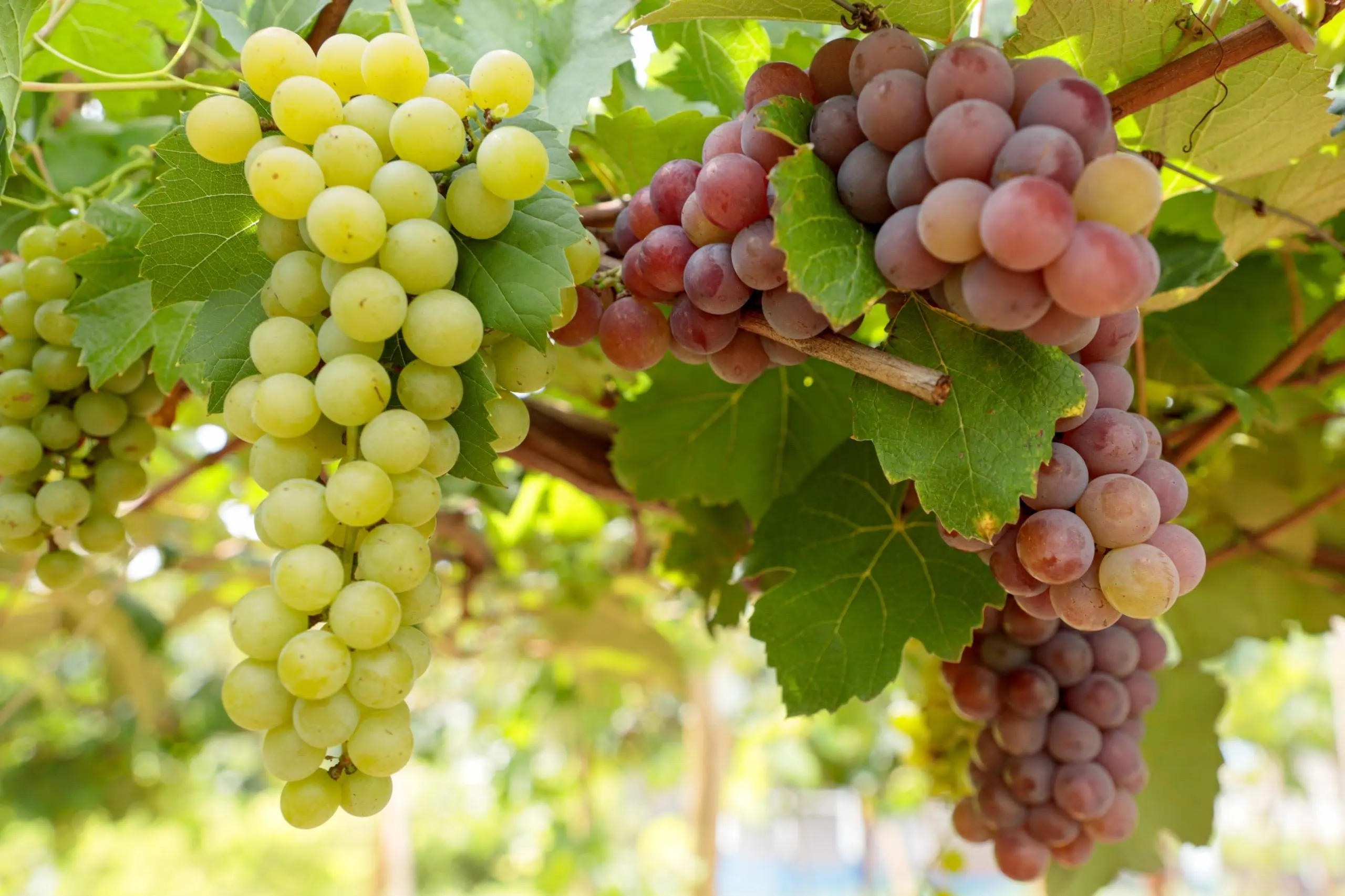 Goiás surpreende no mercado de vinhos e vê número de vinícolas crescer 9,1%