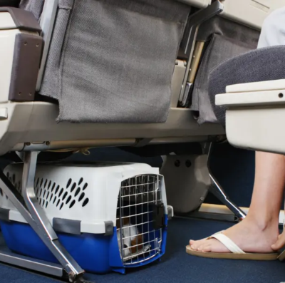 Azul transporta 47,2 mil pets em voos e revela aeroportos com mais embarques