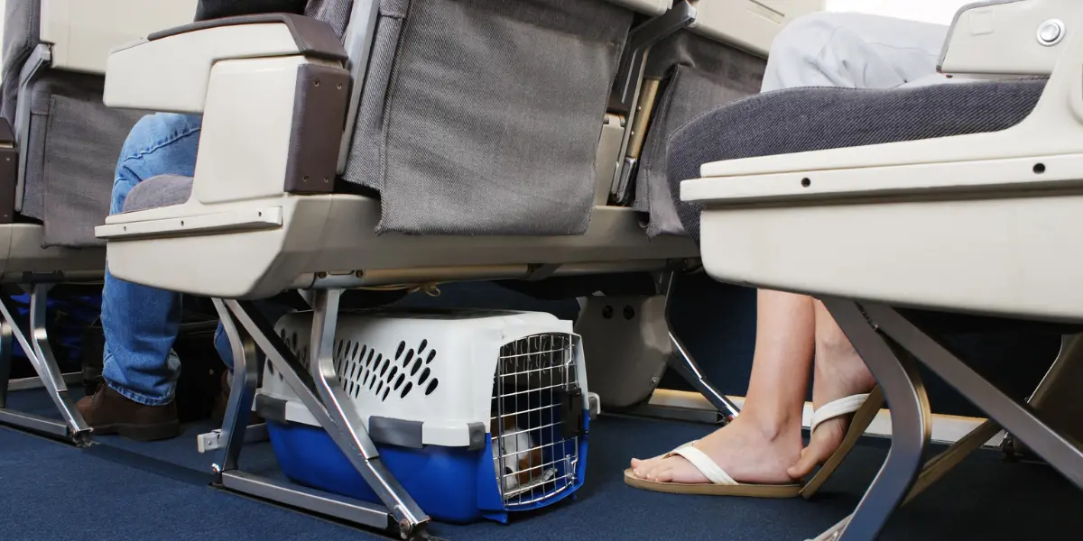 Azul transporta 47,2 mil pets em voos e revela aeroportos com mais embarques