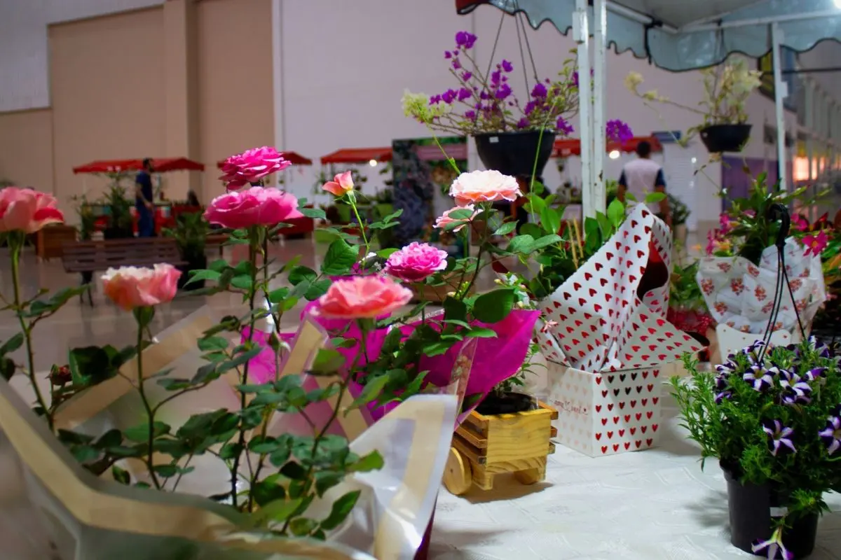 Bazar Estação das Plantas chega à 30ª edição com espécies a partir de R$ 2,50 em Goiânia