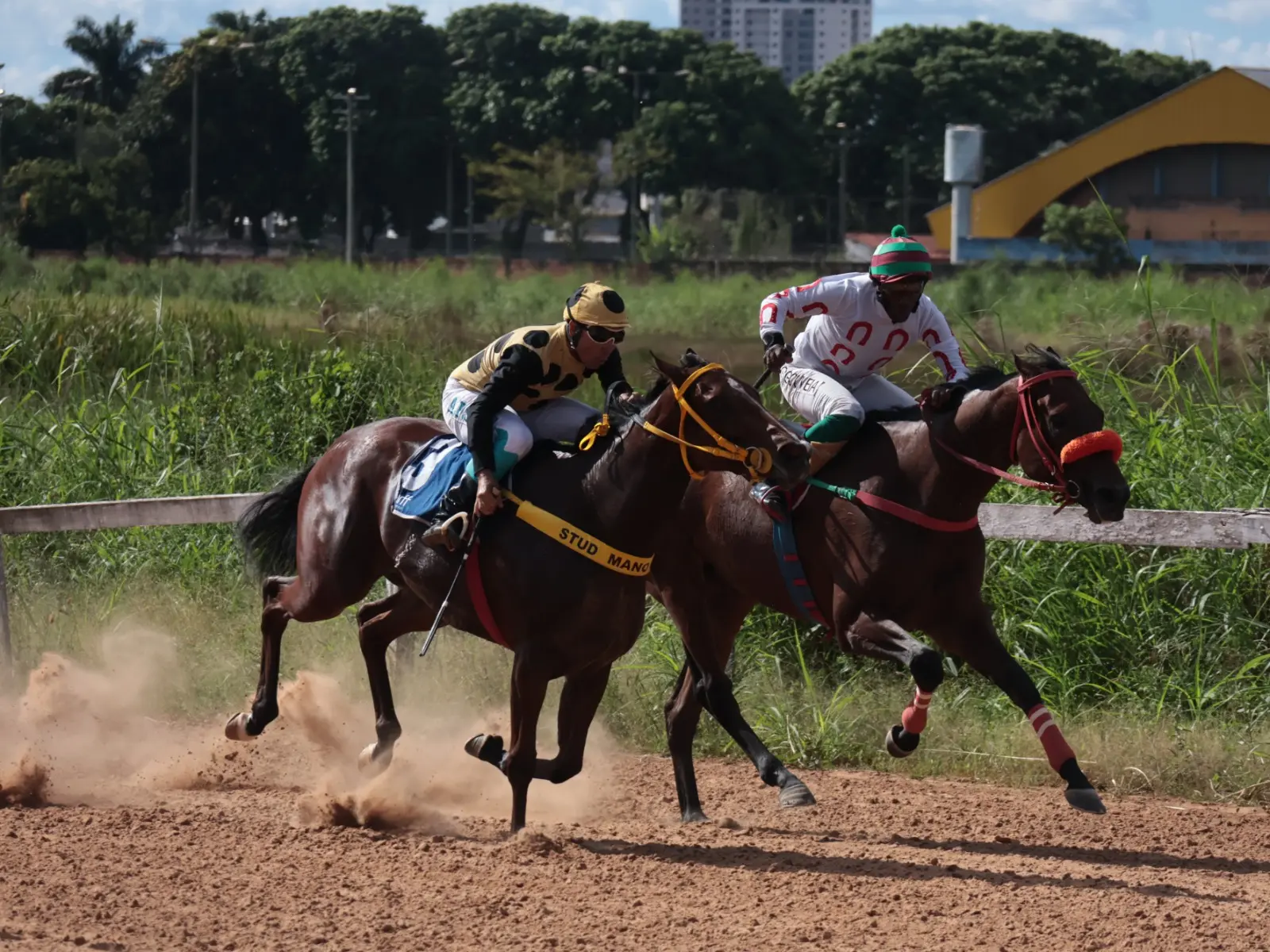Corridas de cavalos celebram aniversário de Goiânia com entrada gratuita no Hipódromo da Lagoinha